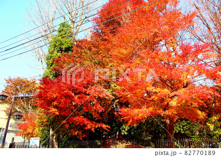 【宮城】秋の仙台 放送大学の真っ赤な紅葉 【宮城】秋の仙台 放送大学の真っ赤な紅葉 82770189