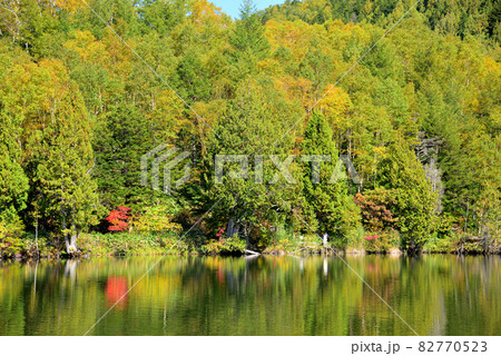 紅葉を迎えた志賀高原の湖沼群 紅葉を迎えた志賀高原の湖沼群 82770523