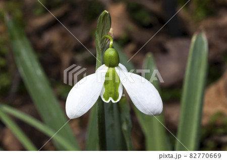 Galanthus x hybridus 'Merlin' (snowdrop) 82770669