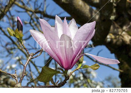 Magnolia x brooklynensis a winter spring pink flower shrub Magnolia x brooklynensis a winter spring pink flower shrub 82770705