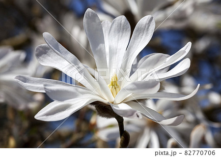 Magnolia Stellata 82770706