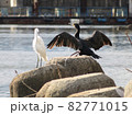 コサギとカワウ 82771015