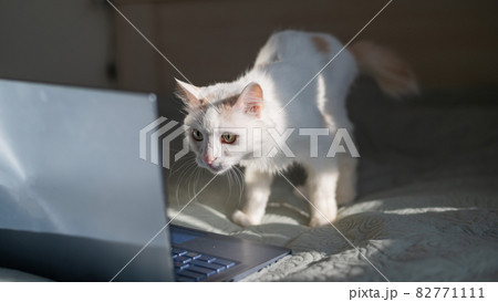 White cat sits at a laptop on the bed. White cat sits at a laptop on the bed. 82771111