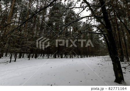 Winter in Kampinos National Park - Poland 82771164