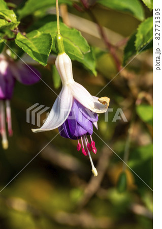 Fuchsia flower plant 82771395