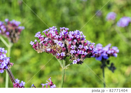 Verbena bonariensis Verbena bonariensis 82771404