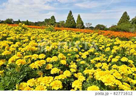 野田市散歩：清水公園　花ファンタジア 82771612