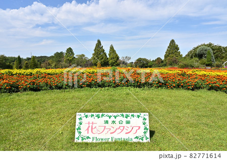 野田市散歩:清水公園 花ファンタジア 野田市散歩:清水公園 花ファンタジア 82771614
