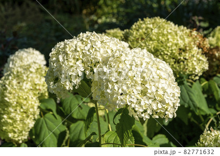 Hydrangea arborescens 'Annabelle' Hydrangea arborescens 'Annabelle' 82771632