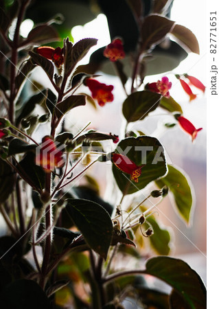 スポット 植物 秋 82771651
