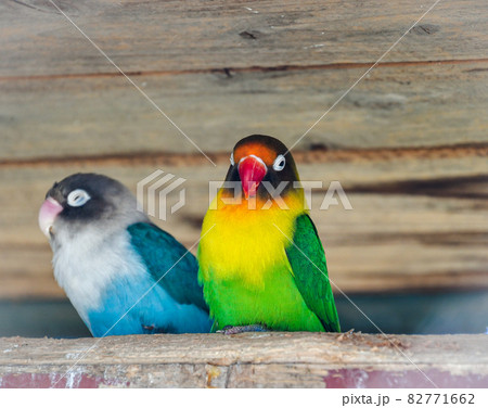 カラフルなインコ達。 カラフルなインコ達。 82771662