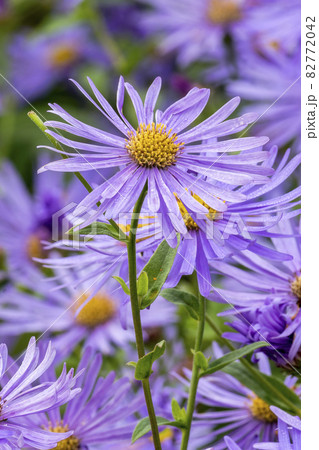 Aster x frikartii 'Monch' 82772042