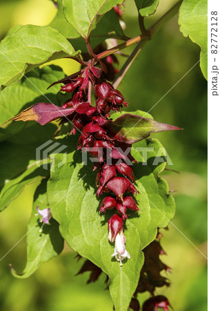 Leycesteria formosa Himalayan Honeysuckle 82772128