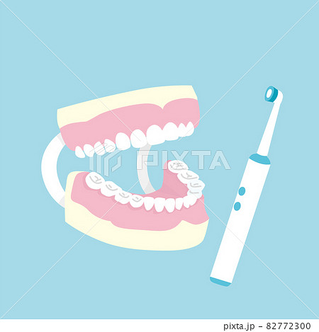 歯の模型　歯磨き指導　イラスト素材 82772300