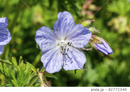 Geranium Pratense 'Mrs Kendall Clark' Geranium Pratense 'Mrs Kendall Clark' 82772340