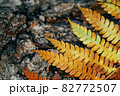 Yellow fern branch on a tree trunk. 82772507