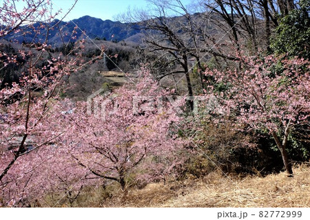 山間の雑木林と河津桜　【相模原市津久井　2月】 82772999