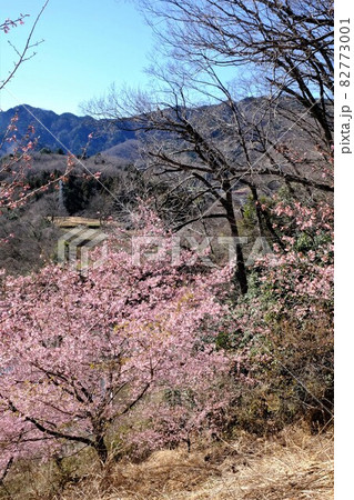 山間の雑木林と河津桜 【相模原市津久井 2月】 山間の雑木林と河津桜 【相模原市津久井 2月】 82773001