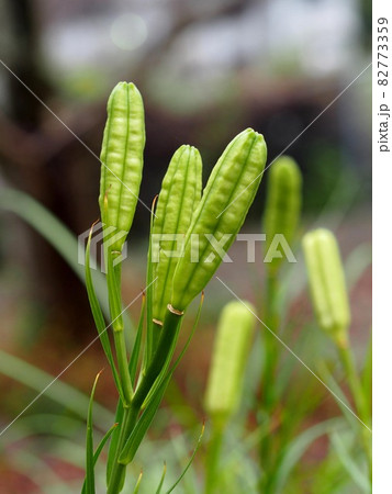 道端に並んだ百合の実 82773359