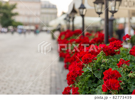 Beautiful red hybrid ivy-leaf geranium flowers Pelargonium peltatum on flowerbed. Terrace with flowers in pots, old town Beautiful red hybrid ivy-leaf geranium flowers Pelargonium peltatum on flowerbed. Terrace with flowers in pots, old town 82773439