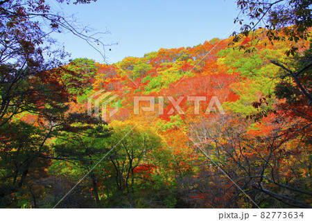 秋 紅葉 森林 82773634