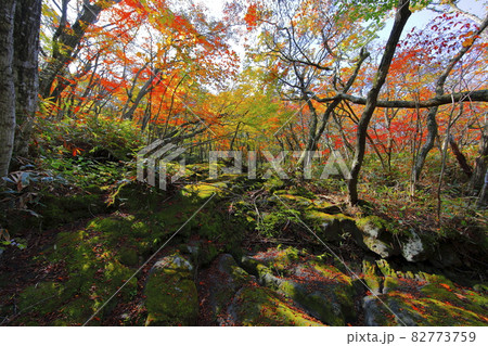 秋 紅葉 森林 82773759