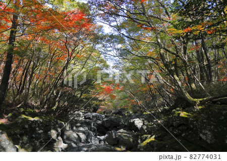 秋 紅葉 漢拏山 82774031