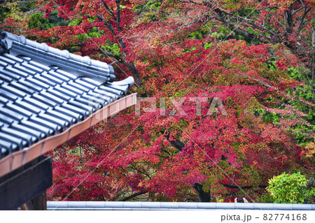 京都市西京区善峯寺の紅葉を撮影 82774168