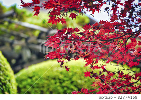 京都市西京区善峯寺の紅葉を撮影 京都市西京区善峯寺の紅葉を撮影 82774169
