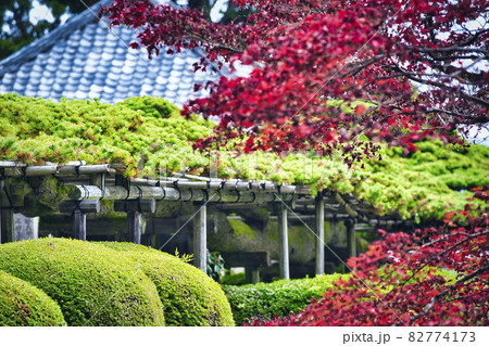 京都市西京区善峯寺の紅葉を撮影 82774173