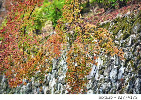 京都市西京区善峯寺の紅葉を撮影 82774175