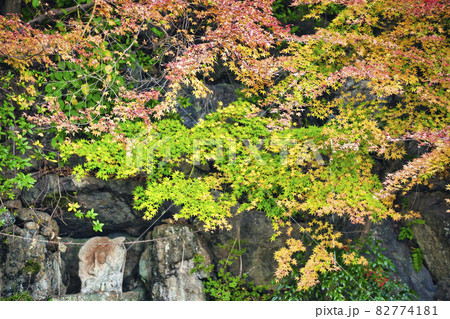 京都市西京区善峯寺の紅葉を撮影 82774181