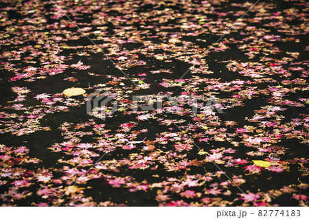 京都市西京区善峯寺の紅葉を撮影 京都市西京区善峯寺の紅葉を撮影 82774183