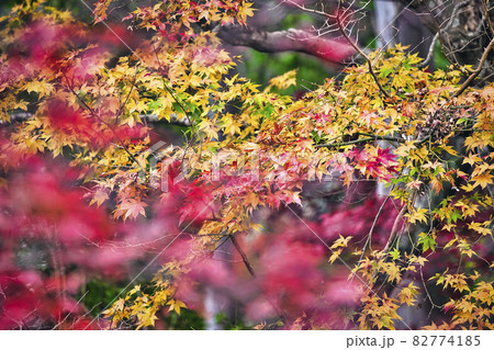 京都市西京区善峯寺の紅葉を撮影 京都市西京区善峯寺の紅葉を撮影 82774185