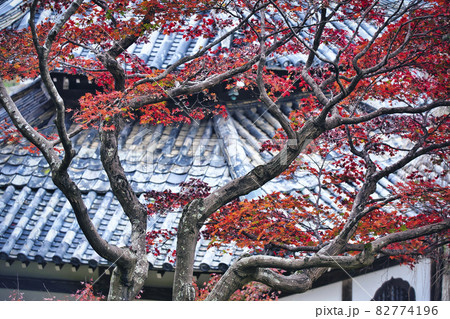 京都市西京区善峯寺の紅葉を撮影 京都市西京区善峯寺の紅葉を撮影 82774196