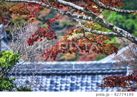 京都市西京区善峯寺の紅葉を撮影 京都市西京区善峯寺の紅葉を撮影 82774199