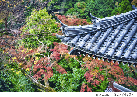 京都市西京区善峯寺の紅葉を撮影 82774207
