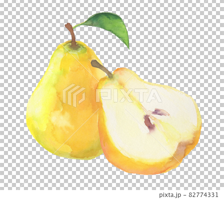 Illustration of pear drawn in watercolor 82774331