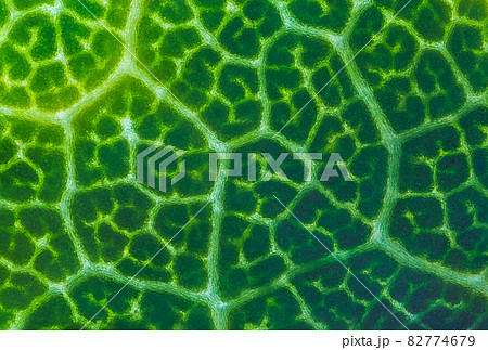 Abstract texture of a green leaf, close up image of leaf textures Abstract texture of a green leaf, close up image of leaf textures 82774679