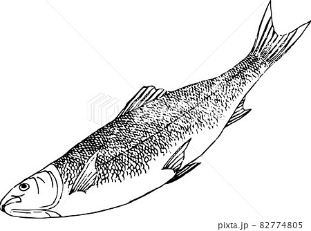 魚類:ウグイ 魚類:ウグイ 82774805