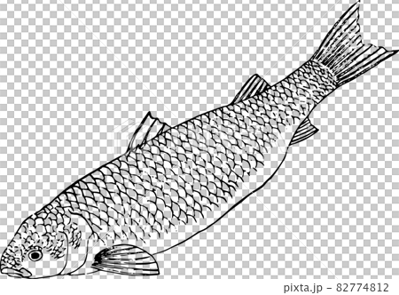 Fish: Menada 1 - Stock Illustration [82774812] - PIXTA