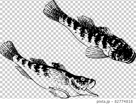Fish: Goby Fish: Goby 82774818