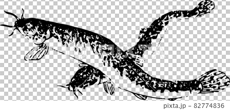 魚類:ドジョウ 魚類:ドジョウ 82774836
