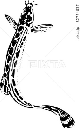 魚類:シマドジョウ 魚類:シマドジョウ 82774837