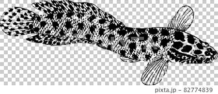 魚：蛇頭2 82774839