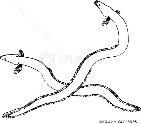 Fish Eel Stock Illustration