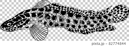 魚：蛇頭 1 82774844