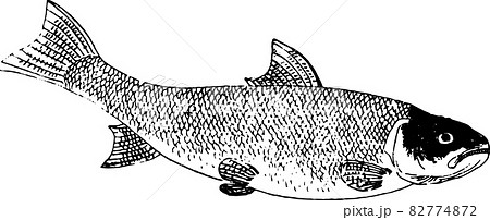 魚類：ビワマス 82774872