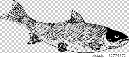 魚類：ビワマス 82774872