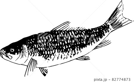 魚類：ワダカ 82774873